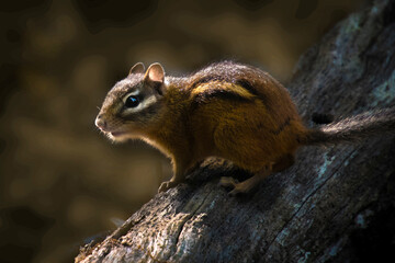 squirrel on a tree trunk in the forest