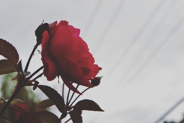 single red rose