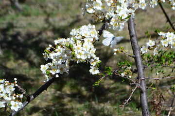 blooming tree