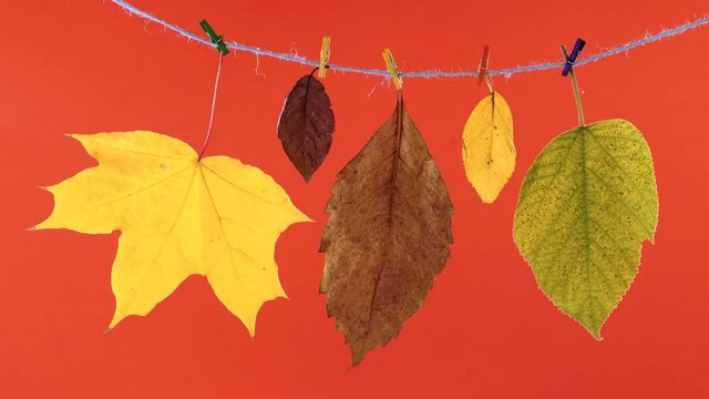 Fall season concept on red background