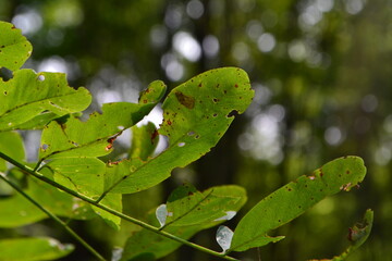green leaf with water drops