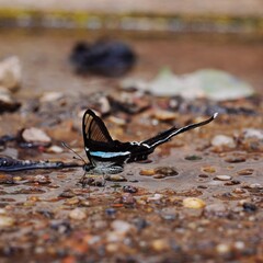 Close up on butterfly 