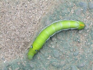 green caterpillar