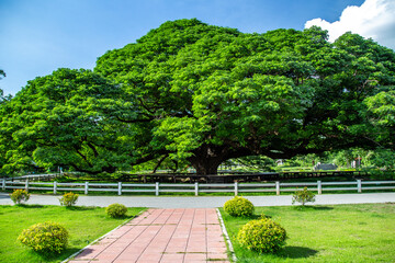 Giant Raintree chamchuri over 100 years old in Kanchanaburi, Thailand