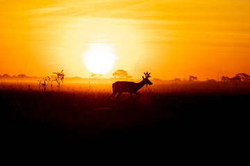Fototapeta na wymiar silhouette of a Deer