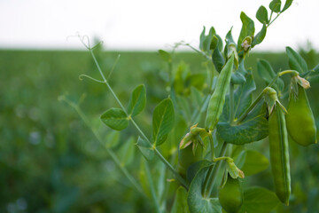 pea beans on plants, in the field, against a background of pure sunny sky