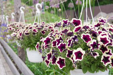 Petunia plant, flowers close-up. The plant is suspended in a flower pot