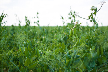 pea beans on plants, in the field, against a background of pure sunny sky