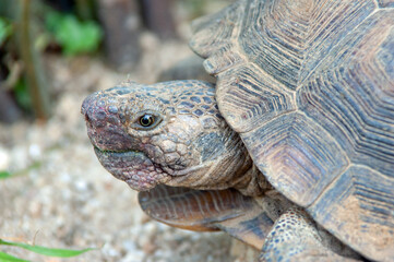 Desert Tortoise (Gopherus agassizii)