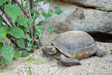 Desert Tortoise (Gopherus agassizii)