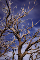 tree branches against blue sky