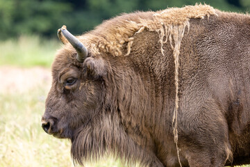 Kopf in der Seitenansicht eines rückgezüchteten Bergwisents im Fellwechsel in der Seitenansicht