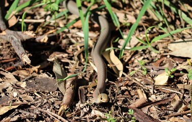 The yellow-faced whip snake is a species of venomous snake in the family Elapidae, a family containing many dangerous snakes. D. psammophis is endemic to Australia.