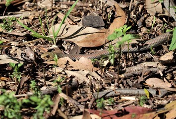 Obraz premium The yellow-faced whip snake is a species of venomous snake in the family Elapidae, a family containing many dangerous snakes. D. psammophis is endemic to Australia.