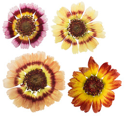 Pressed and dried chrysanthemum flower, isolated on white background. For use in scrapbooking, floristry or herbarium.