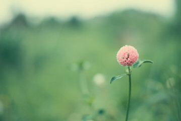 flower in the field, red clover