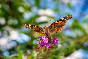 A close up of an American Lady butterfly with a blurred background.