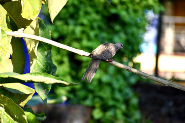 Close up of spotted dove sitting on sprig looking at down under sunlight.