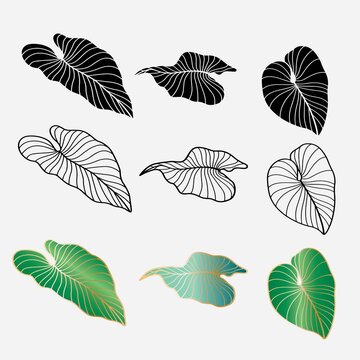 various kinds of taro leaf shape vector design