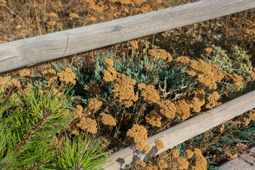 Closeup of common yarrow flowers under the sunlight © Turgay Koca/Wirestock