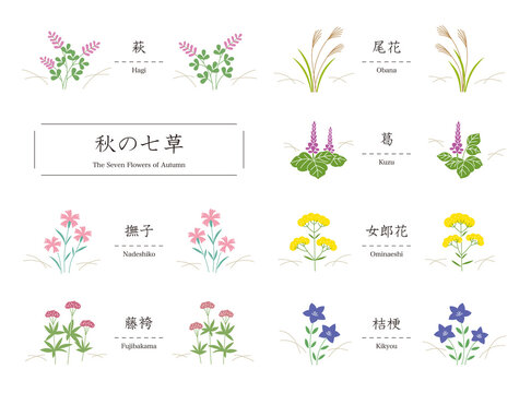 秋の七草 萩 尾花 葛 撫子 女郎花 藤袴 桔梗 のシンプルなイラスト Vector De Stock Adobe Stock