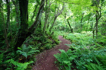 a refreshing spring forest with a pathway