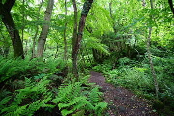 a fascinating dense forest in springtime