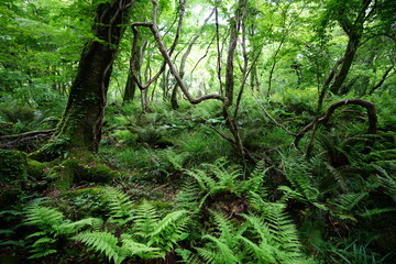Fototapeta premium a fascinating dense forest in springtime