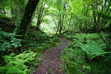 a refreshing spring forest with a pathway