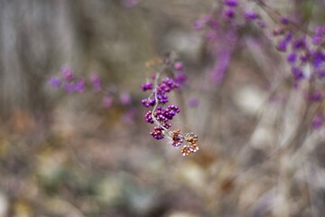 purples berries on branches