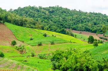 Fototapeta na wymiar Shifting cultivation landscape of agriculture on the hill, bald mountain in Thailand