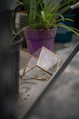 Fototapeta na wymiar glass plant cubes