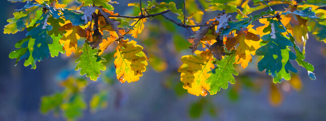 closeup red dry oak tree branch in forest, beautiful autumn natural background