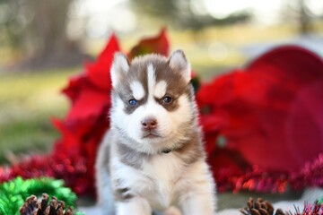 siberian husky puppy for Christmas