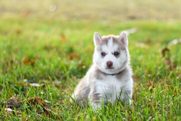 siberian husky puppy in the grass