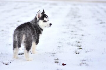 Naklejka premium siberian husky puppy in the snow