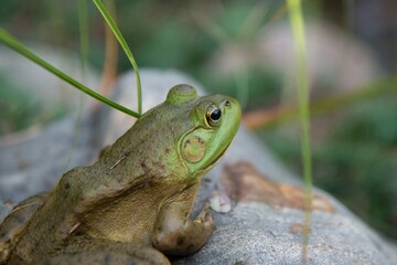 frog on a rock