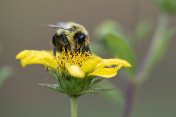 bee on a flower