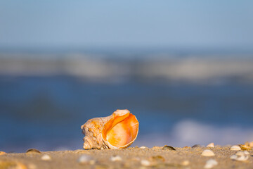 closeup heap of marine shell on sandy sea beach, summer tropical background