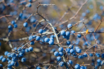 closeup thorn bush branch with ripe berries, natural wild berry background