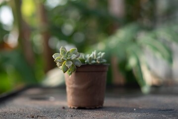 potted succulent in a greenhouse