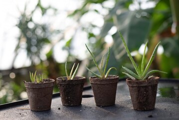 potted succulents in a greenhouse