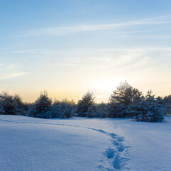 winter snowbound pine forest at the sunset with human track, seasonal natural evening scene