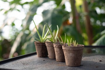potted succulents in a greenhouse