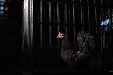 chicken in a cage in the sunlight against dark background