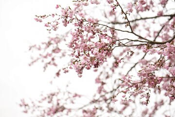 pink blossoms in the spring