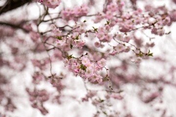 pink blossoms in the spring