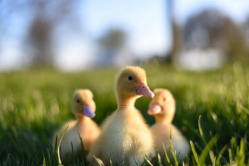 ducklings in the grass