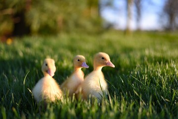 ducklings in the grass