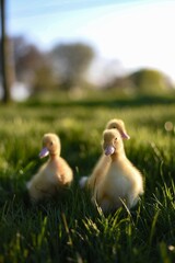 ducklings in the grass